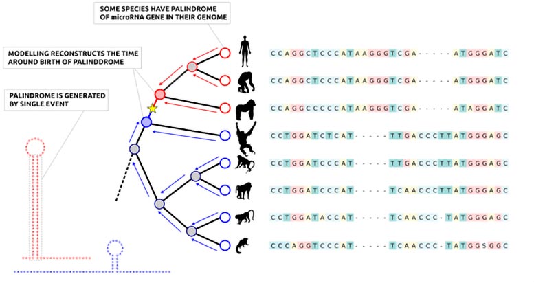 تاريخ الجينات MicroRNA