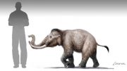 mini-mammoth-size-comparison