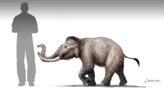 mini-mammoth-size-comparison