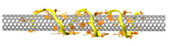 molecular-model-shows-a-single-strand-of-DNA-coiled-around-an-armchair-carbon-nanotube