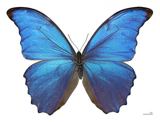 morpho-genus-butterflies