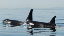 mother-son-orca-survivability