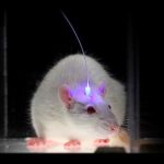 mouse-brain-laser