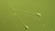 mutation-sperm