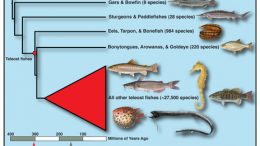 new family tree for ray-finned fish