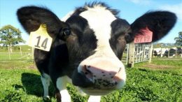 new-zealand-cow-free-allergen