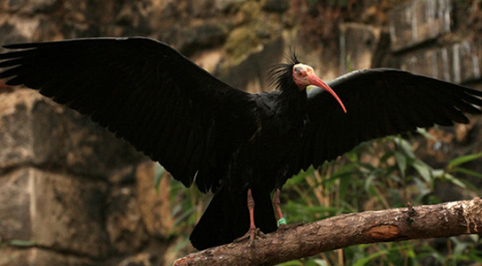 northern-bald-ibis