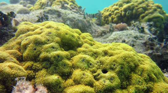 Coral Reefs Might Disappear By 2100