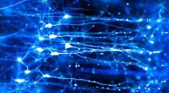 optogenetics-brain