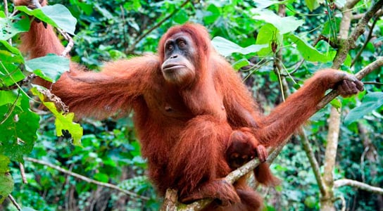 Orangutans Learn Using Tools Through Social Observation