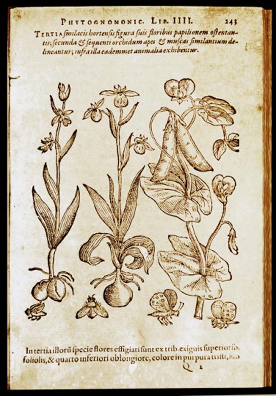 orchid-della-porta-1588