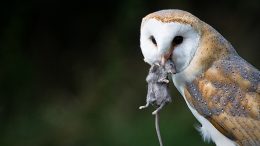 owl-eating-rat