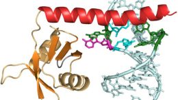p65 protein with piece of telomerase RNA