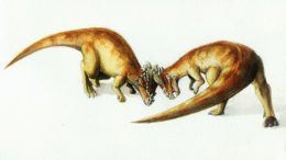 pachycelphalosaurus-wyomingensis