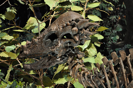 pachycelphalosaurus-wyomingensis-skeleton