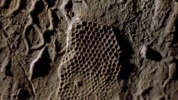 paleodictyon-fossil