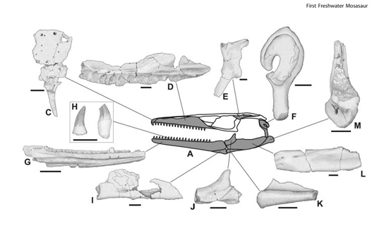 Skeletal anatomy of the first freshwater mosasaur, Pannoniasaurus inexpectatus, found in Hungary. Credit: Makadi L, Caldwell MW, Osi A (2012)