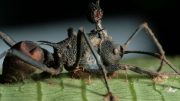 parasite that fights the zombie-ant fungus