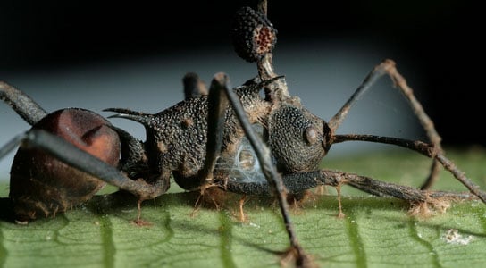 parasite that fights the zombie-ant fungus