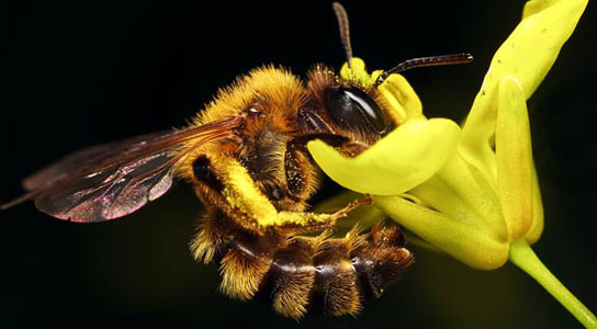 parasitic fly hijacks bees