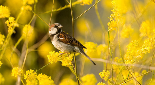 House Sparrow (Passer domesticus). Credit: Daves BirdingPix