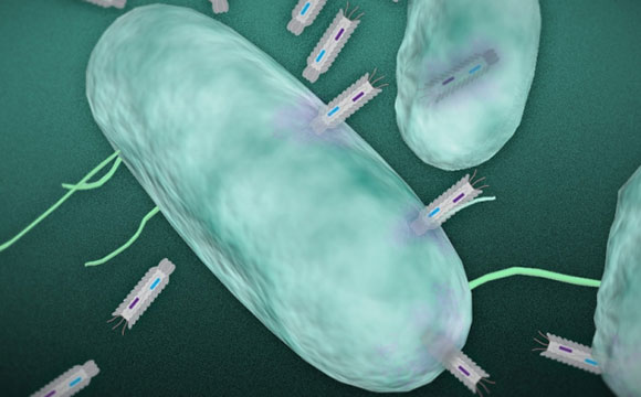 In this illustration, phagemid plasmids infect a targeted bacteria.