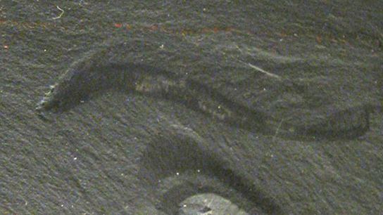 pikaia-gracilens-fossil