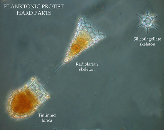 planktonic-protist-hard-parts