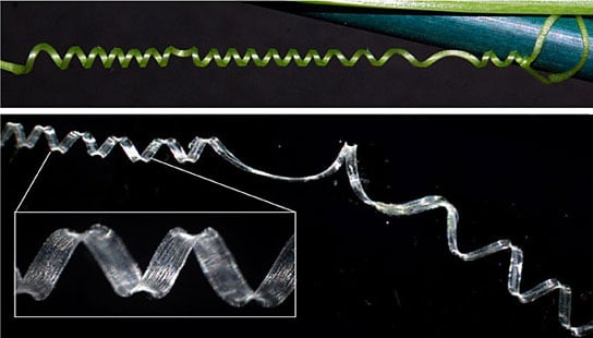plant’s tendrils leads researchers to unusual spring