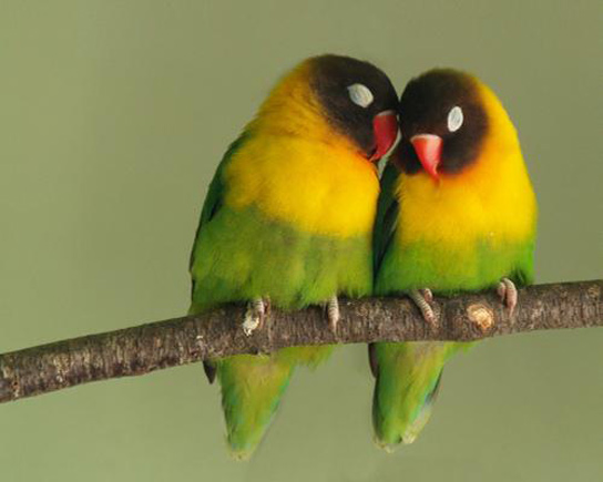 prev-love-birds