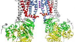 protein helps regulate cell communication pathway