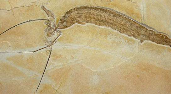 pterosaur-eaten-ganoid-fish