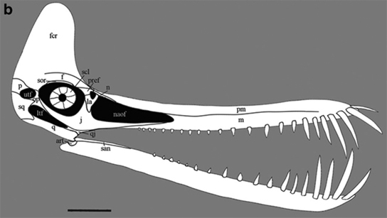 pterosaur-guidraco-venator-skull-diagram