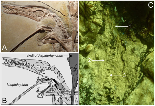 pterosaur-leptolepides-ganoid-fish