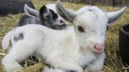 pygmy-goat-kids