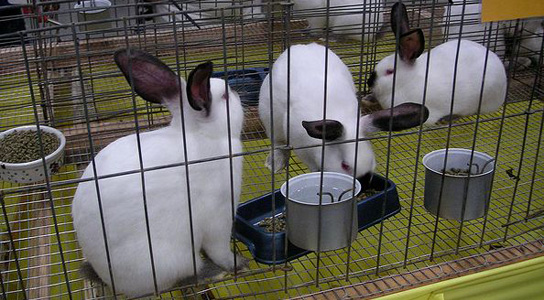 rabbits-in-cage