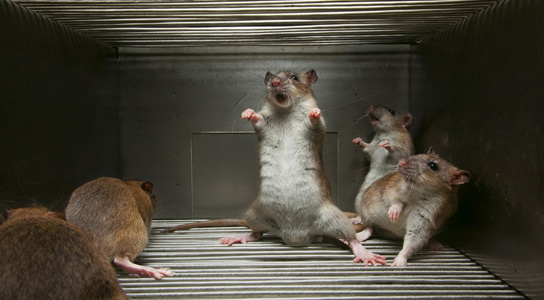 rats-trapped-cage