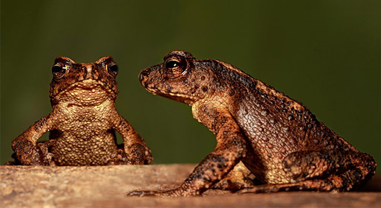 reappearance-dwarf-toad-sri-lanka