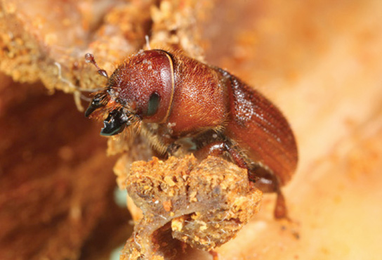 Red Turpentine Beetle Eating Pine
