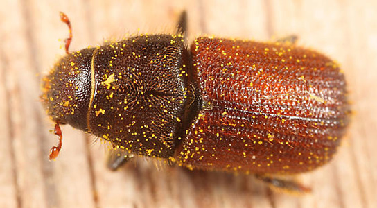 Red Turpentine Beetle