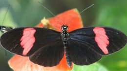 researchers examined the genome of the Postman butterfly