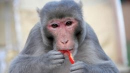 rhesus-monkey-feeding