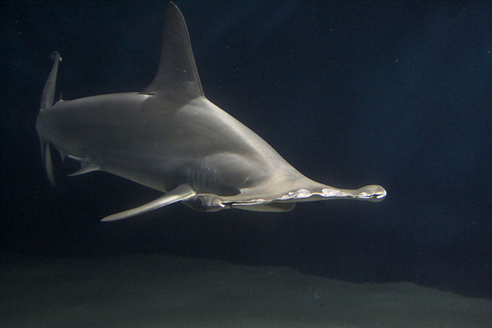 scalloped-hammerhead-shark