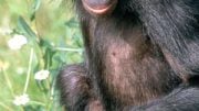 scientists have completed the genome of the bonobo
