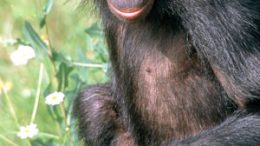 scientists have completed the genome of the bonobo