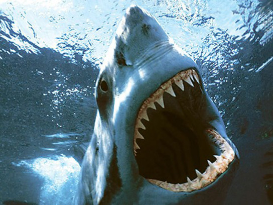 shark-attack