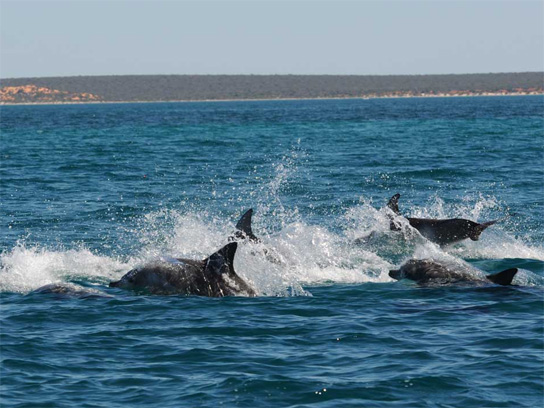 shark-bay-dolphins-at-war