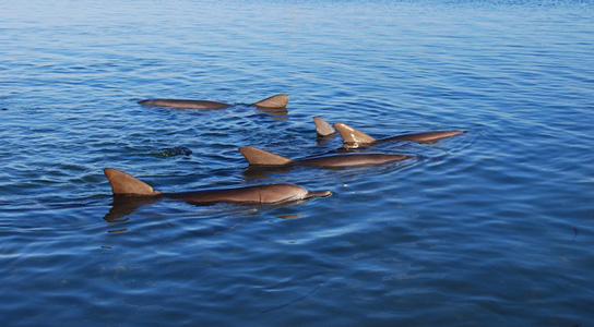 shark-bay-slow-swimming-dolphins
