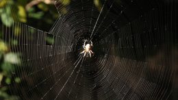spider-silk-strength-web