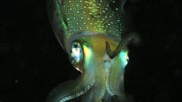 squid-komodo